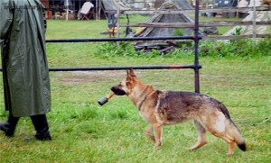 Dog With Grenade