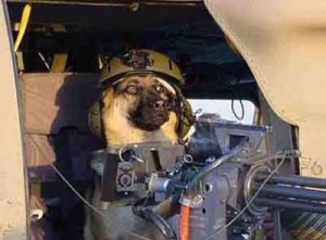 Dog With Machine Gun